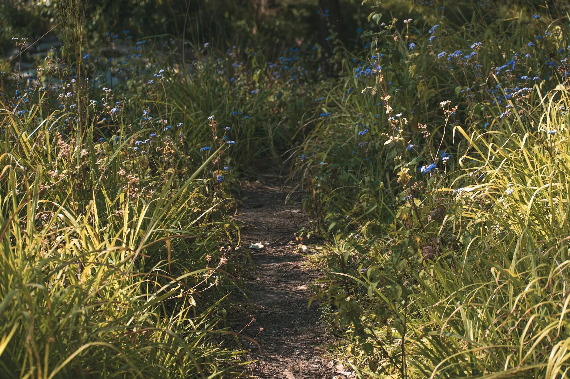Narrow dirt path running through overgrown garden with blue and white wildflowers