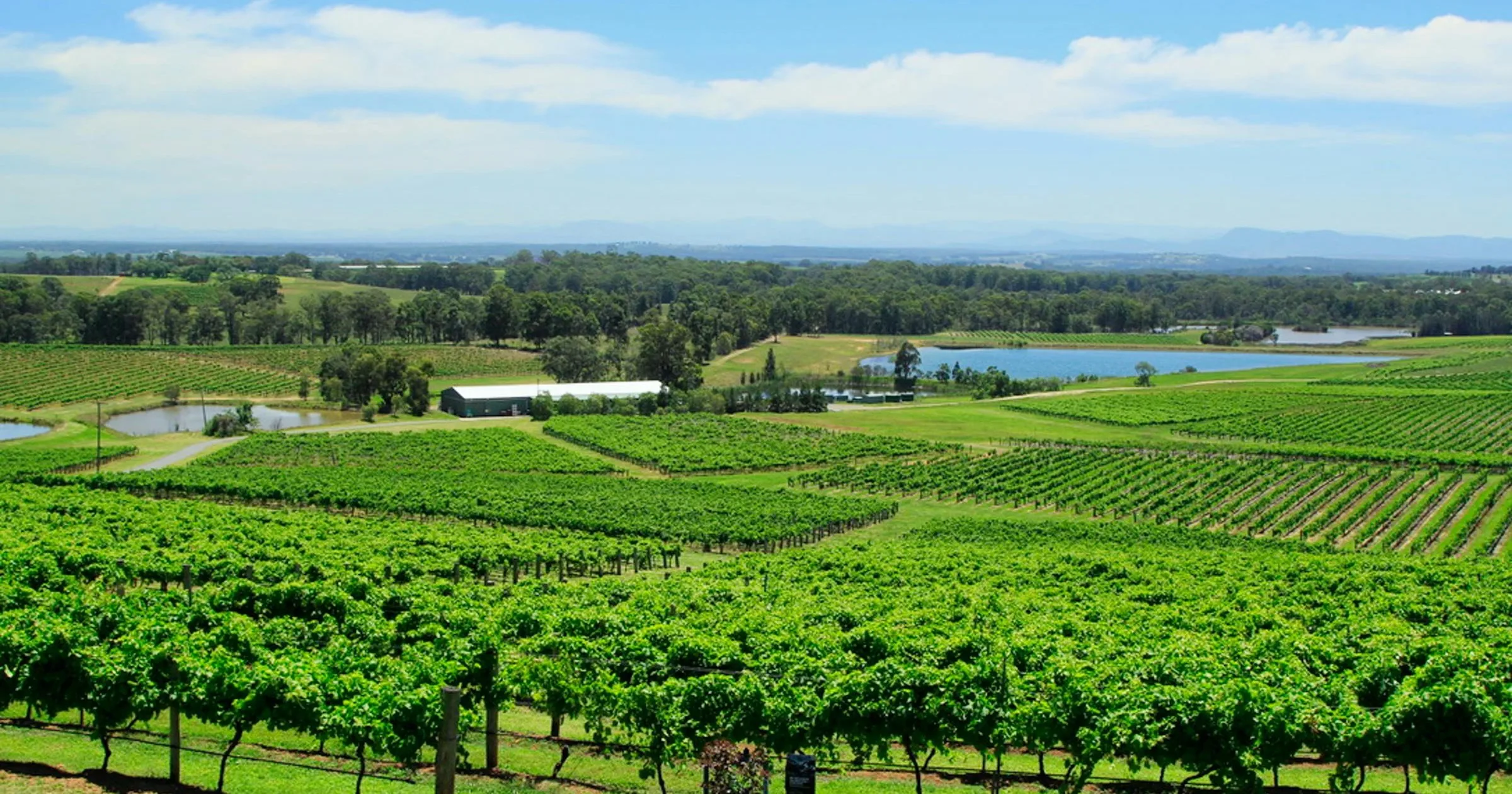 Expansive vineyard rows stretching toward distant hills in the Hunter Valley, regional New South Wales