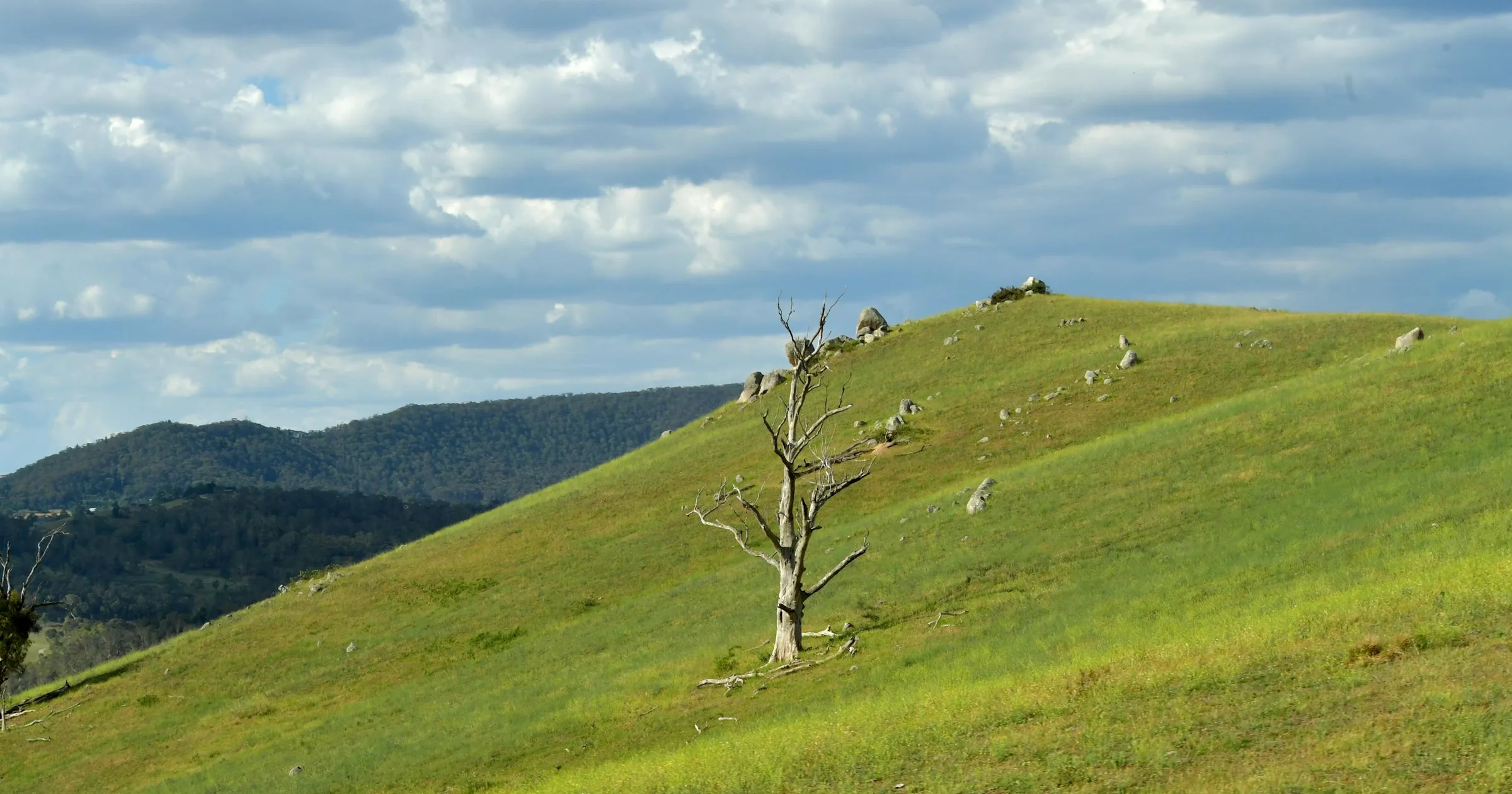 Rolling green hills with a lone bare tree and rocky outcrops near Hartley in regional New South Wales, Australia